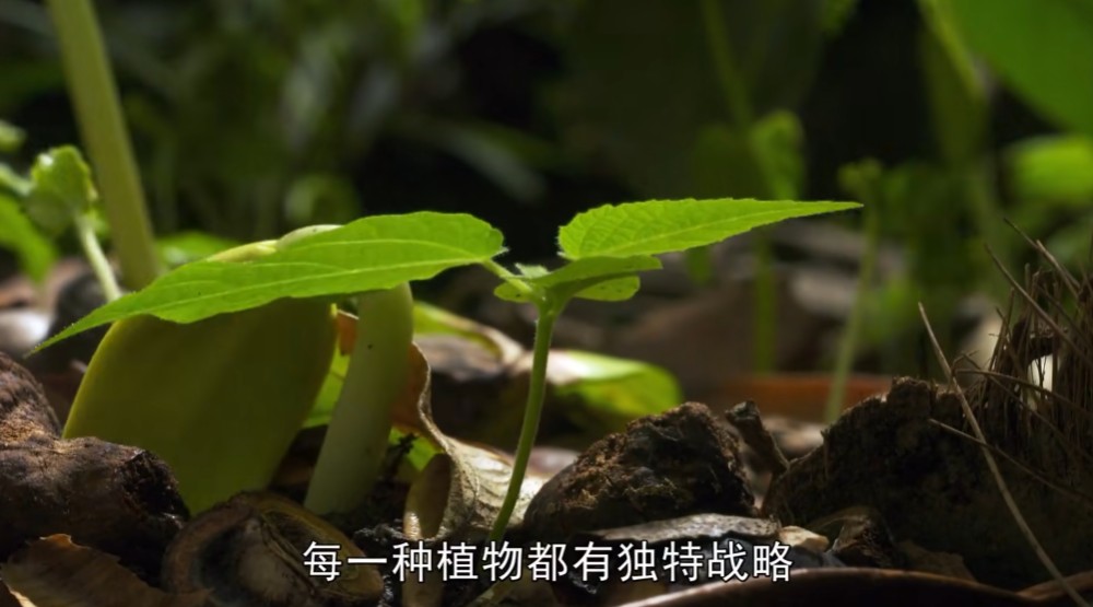 小树苗